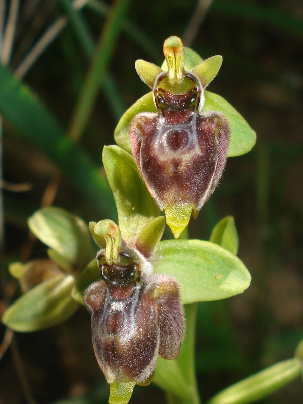 Oprhys bombiliflora x oxyrrhinchos